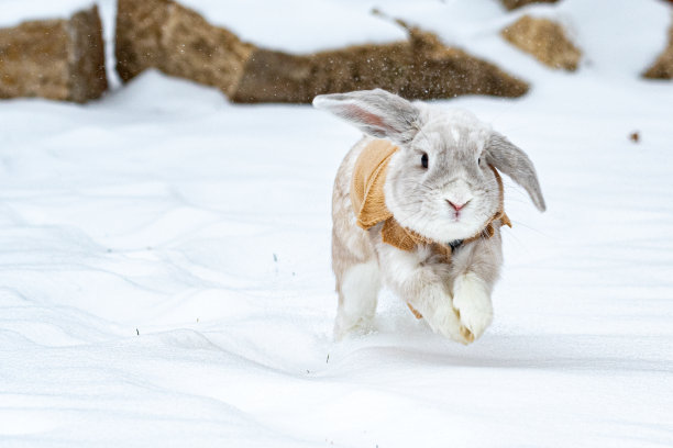 雪中的荷兰罗布兔图片下载