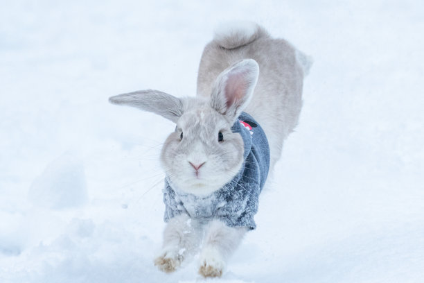 雪中的荷兰罗布兔图片下载