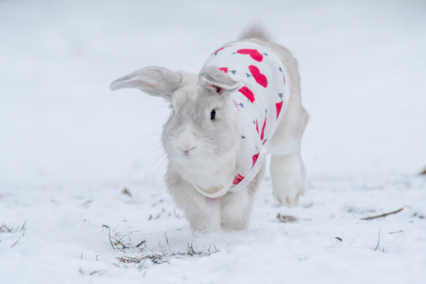 雪中的荷兰罗布兔图片下载