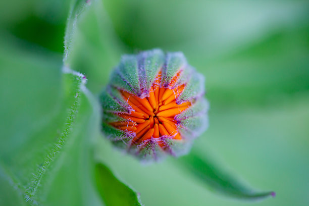 上图是金盏花(金盏花)的花蕾，背景模糊素材图片