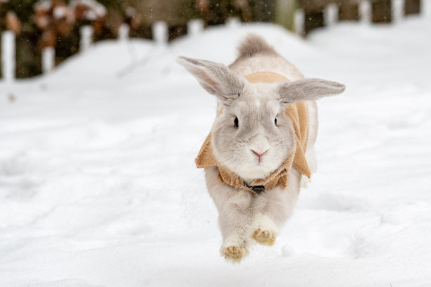 雪中的荷兰罗布兔图片下载