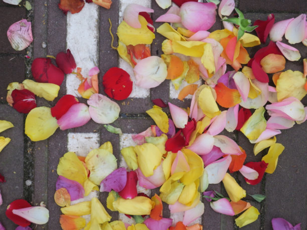 彩色的花朵叶子躺在砖砌的人行道上图片下载