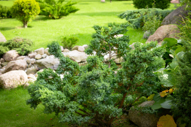 花园和池塘图片下载