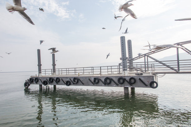 加利利太巴列湖水域上的海鸥图片下载