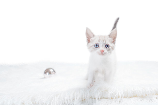 白色毛皮地毯上的小彩点小猫抬头看图片下载