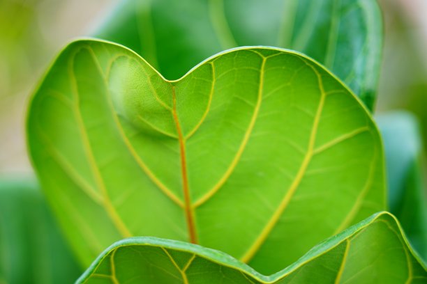 叶子特写素材图片