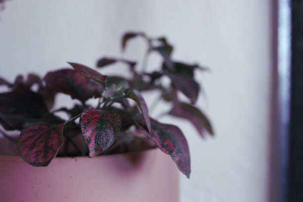 在阳光下图片下载