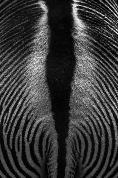 斑马图案抽象图片下载