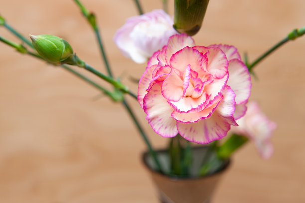 美丽的日本康乃馨花与花蕾特写。木头的背景。本空间图片下载