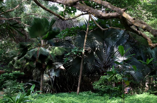 热带花园与异国情调的棕榈树，树木和植物在Avepozo，多哥，西非。图片下载