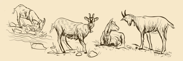 4只山羊在草地上吃草图片下载