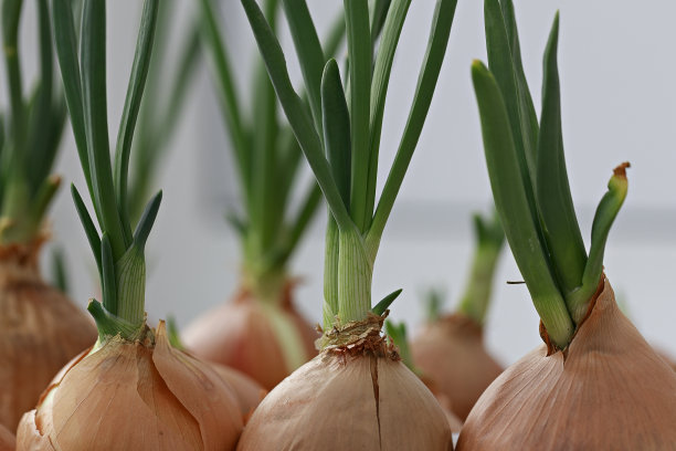 大葱在托盘中生长的选择性聚焦照片。城市农业室内概念图片下载