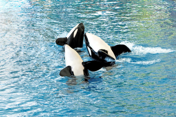 在一场表演中，三只虎鲸肩并肩地跳舞。图片下载