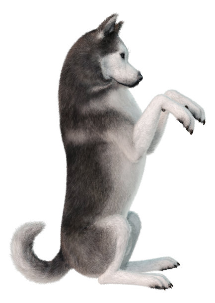 3D插图西伯利亚哈士奇狗在白色图片下载