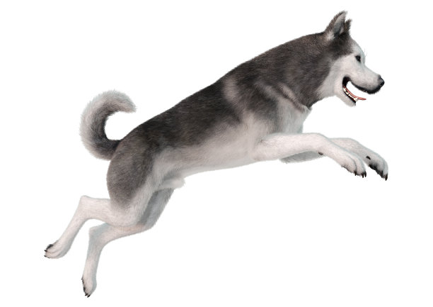 3D插图西伯利亚哈士奇狗在白色图片下载