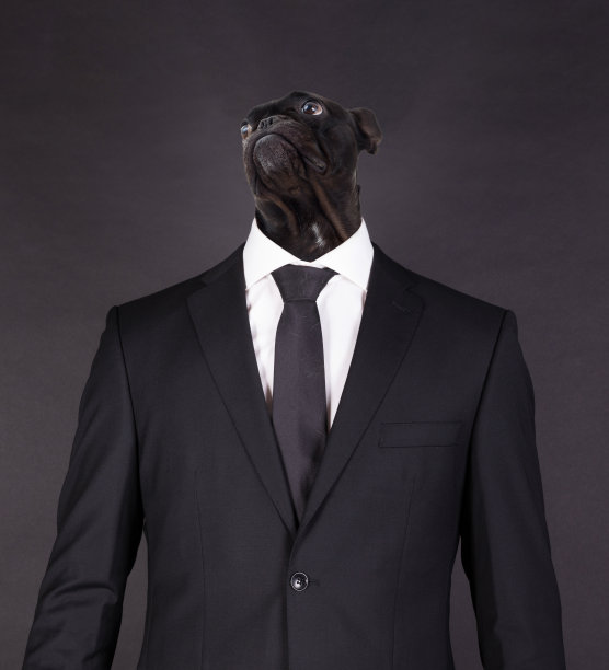 身穿黑色西装的法国斗牛犬头，孤立于黑色之上图片下载