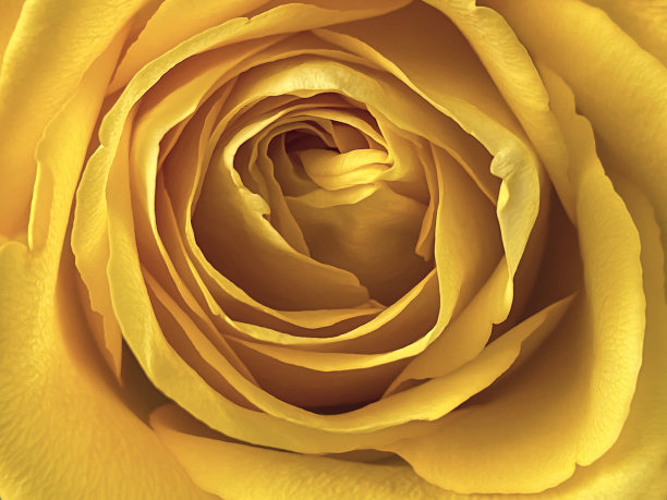 黄色玫瑰的特写镜头图片下载