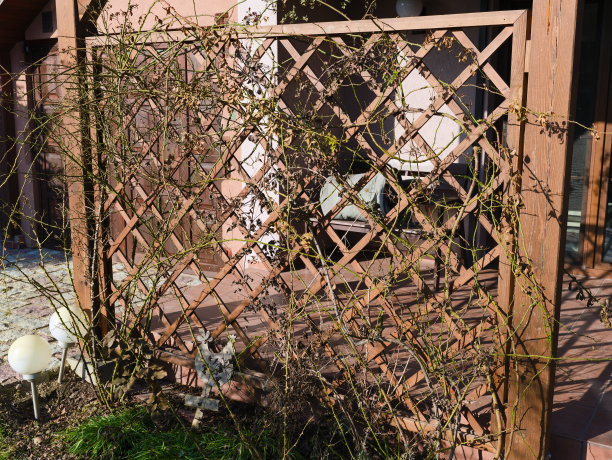 蔷薇枝叶纠结的藤架在早春就枯萎了图片下载