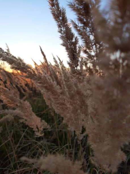 草在日落时分图片下载
