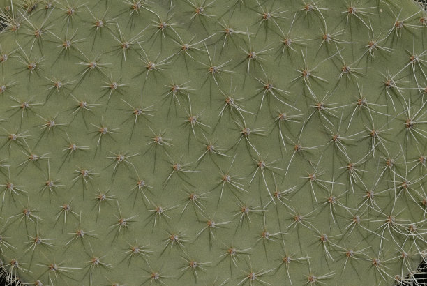 肉质植物的刺图片下载