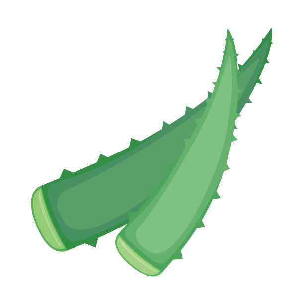 芦荟。一种药用植物的两片绿叶，用于美容和医学。图片下载