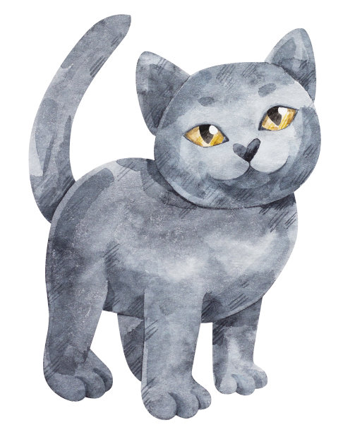 英国短毛猫图片下载