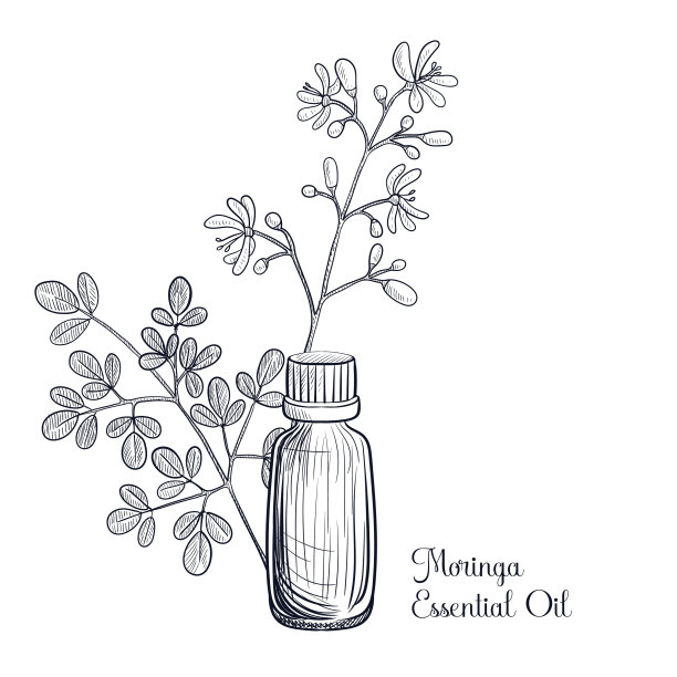 提取辣木精油图片下载