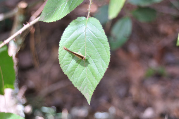 蝴蝶停在一片绿叶上图片下载