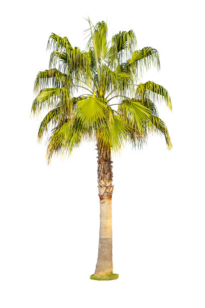 椰枣棕榈树被切割出孤立的白色背景。图片下载