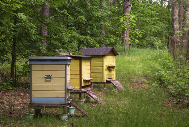 夏日的森林里有几窝蜜蜂。图片下载