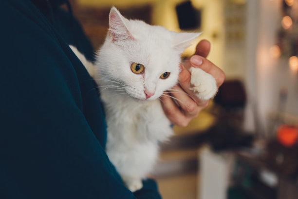 一个年轻人近距离抱着一只白猫。图片下载