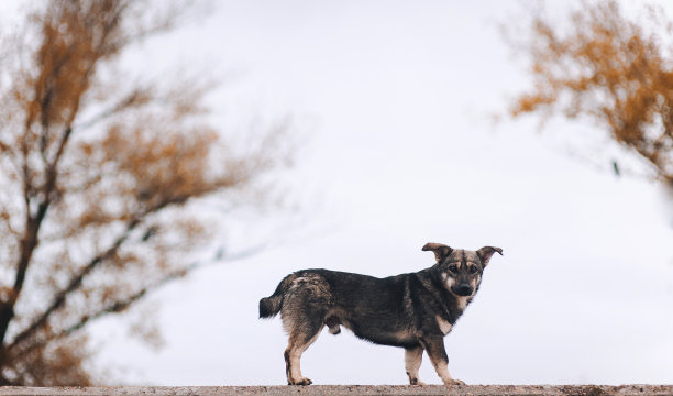 一只流浪狗在找什么东西。图片下载