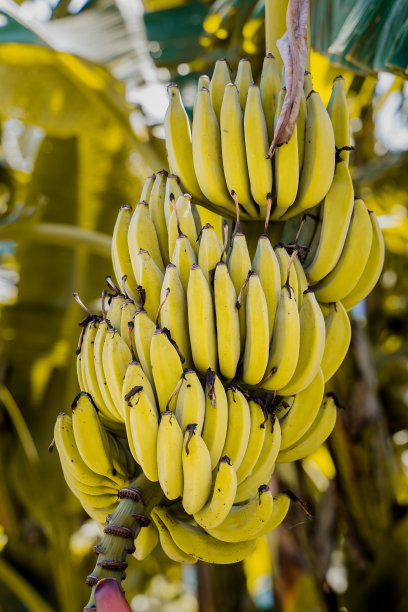 热带雨林中成串的绿香蕉。香蕉树和一串香蕉。库存图片图片下载