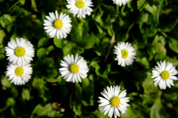 花园里的雏菊图片下载