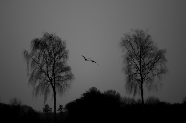 一个有大雁的哥特式飞行场景。图片下载