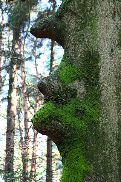 绿色的树面对春天。图片下载