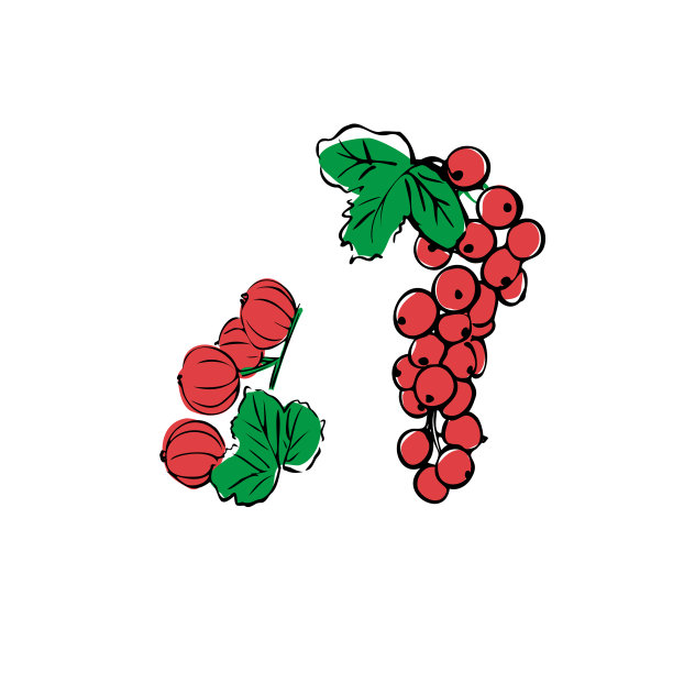 红醋栗的果实在白色的背景枝上图片下载