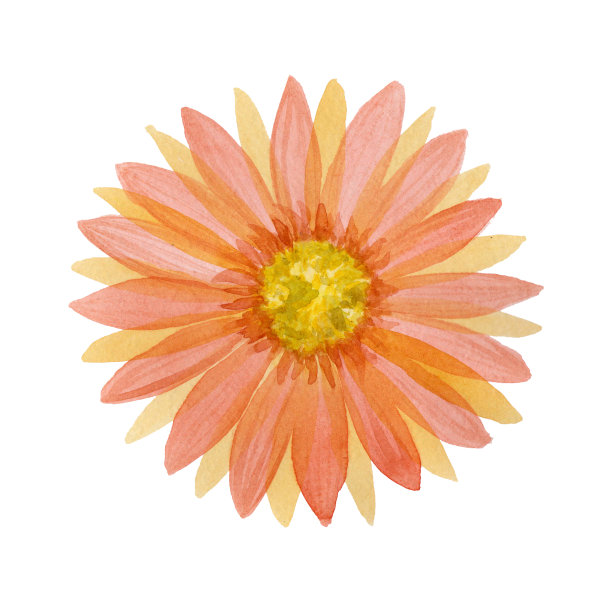 水彩橙色花孤立的白色背景。图片下载