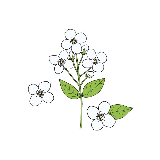 茉莉花枝与花，芽和叶。手绘矢量插图在草图风格。图片下载