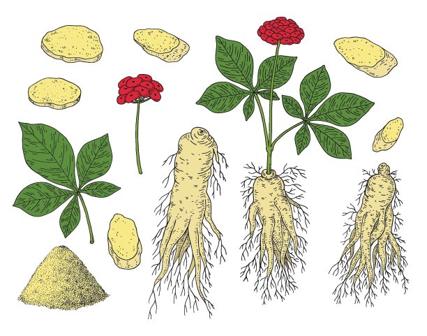 人参。人参。根，浆果，叶子，整个植物。中药草本。手绘矢量插图。图片下载