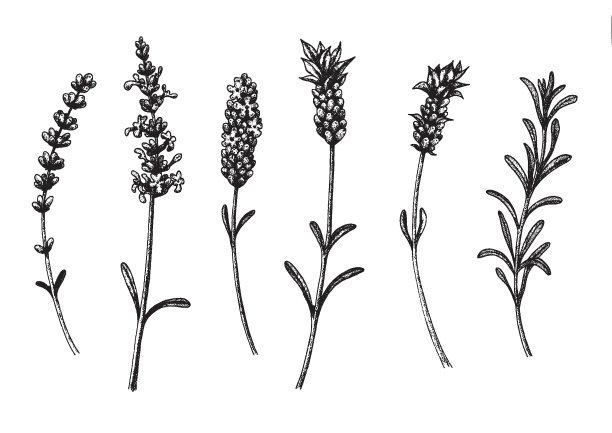 薰衣草野生和栽培品种的薰衣草花古董花集。墨水手绘素描。矢量插图。图片下载