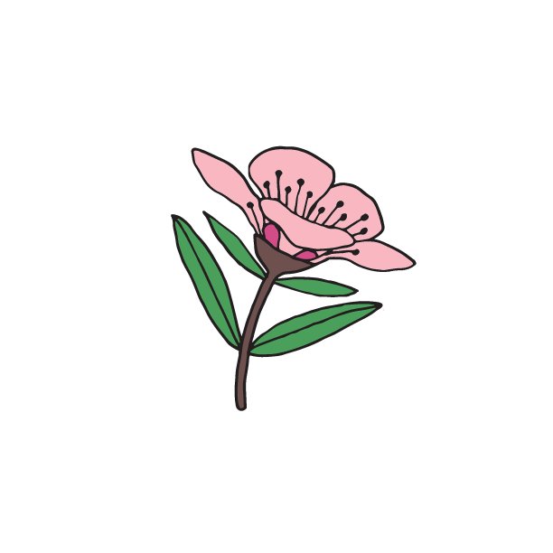 麦卢卡蜂蜜的枝，叶和花。手绘矢量插图。图片下载