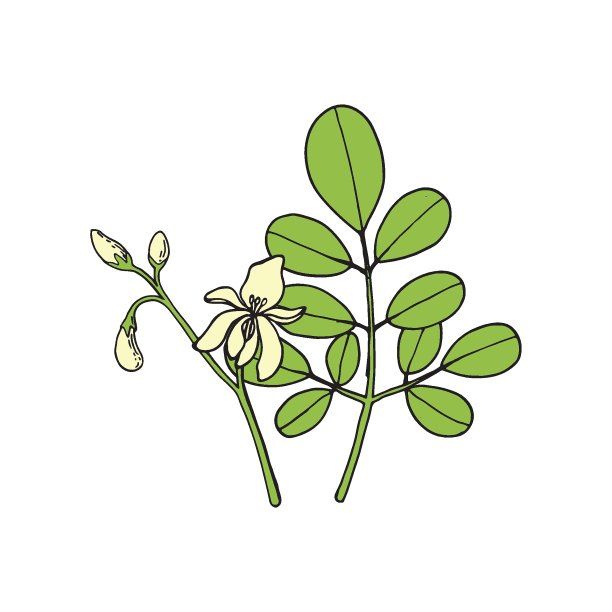 辣木属的鉴定。树叶和花朵。素食超级食品。手绘插图在素描风格。矢量图像。图片下载