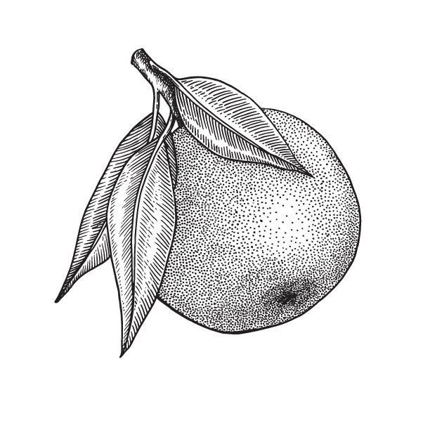 橙色。柑橘类水果。树枝、树叶。复古、雕刻的复古风格。手绘矢量插图孤立在白色。图片下载