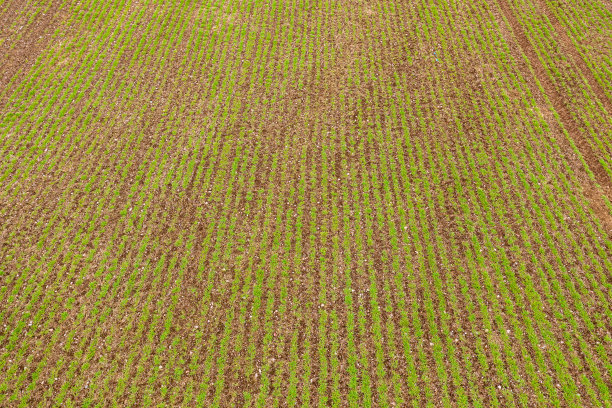 新播种的作物开始生长的鸟瞰图图片下载