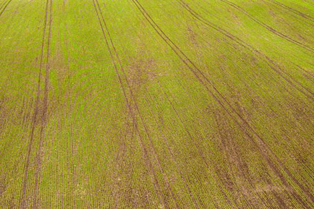 新作物在地里生长的高角度视图图片下载