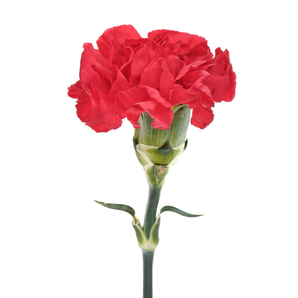 康乃馨在白色背景上孤立。图片下载