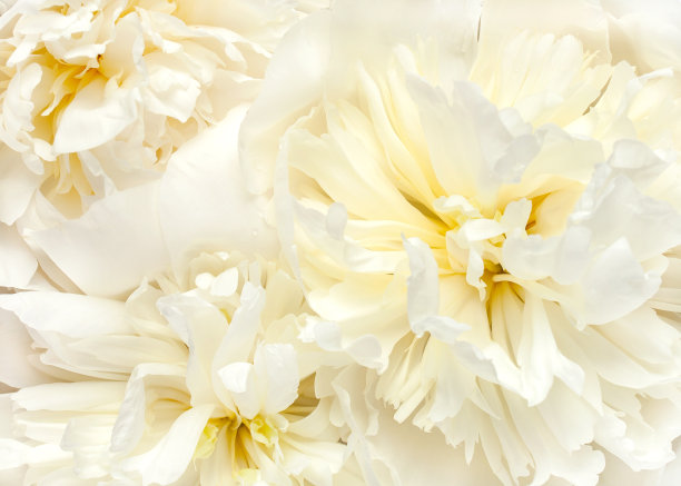 白牡丹素材图片