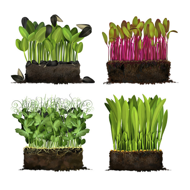 一套逼真的微型绿色植物图片下载