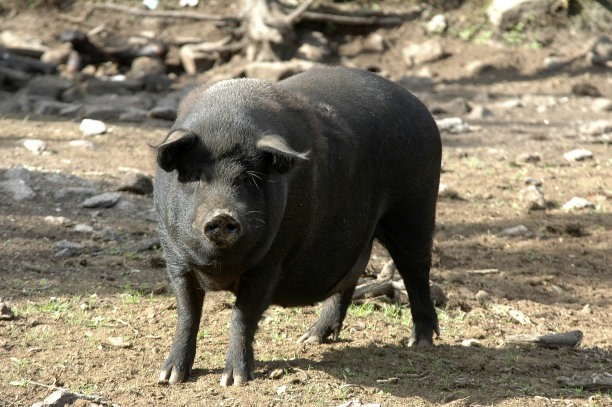 农场里的猪图片下载